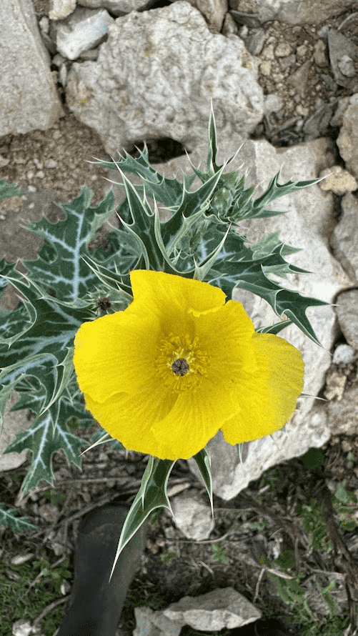 image008